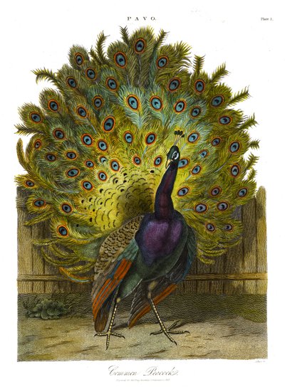 Pavo: 普通孔雀 作者 约翰·帕斯