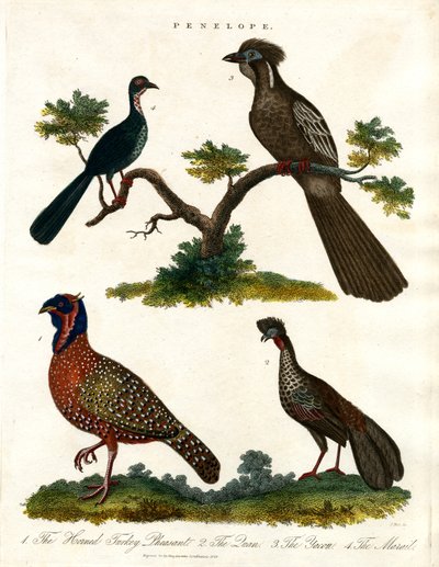 佩内洛普品种（火鸡和野鸡） 作者 约翰·帕斯