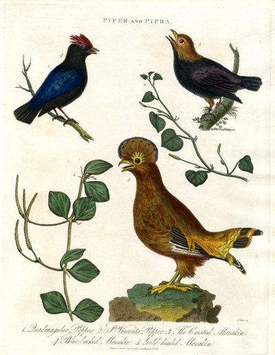 胡椒植物和马纳金 作者 约翰·帕斯