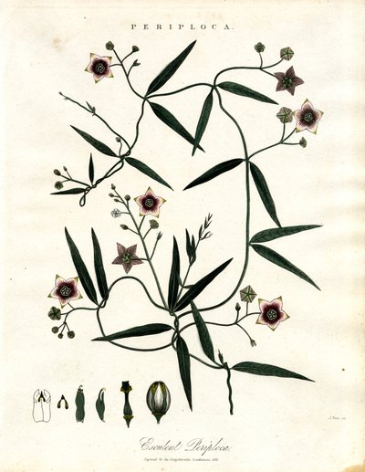 Periploca：非洲丝藤 作者 约翰·帕斯