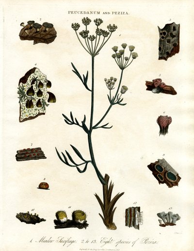 Peucedanum 和 Peziza 作者 约翰·帕斯