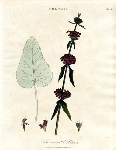 Phlomis：块根耶路撒冷鼠尾草 作者 约翰·帕斯