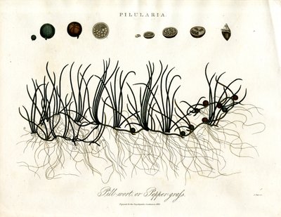 Pilularia: 柱头草或胡椒草 作者 约翰·帕斯