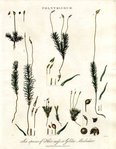 蓼属 作者 约翰·帕斯