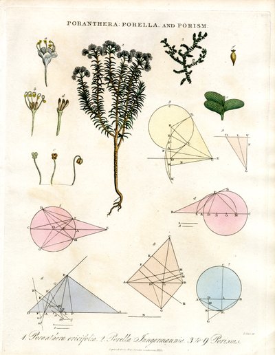 Poranthera; Porella 和 Porisms 作者 约翰·帕斯