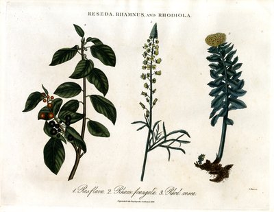 Reseda;鼠李和红景天 作者 约翰·帕斯