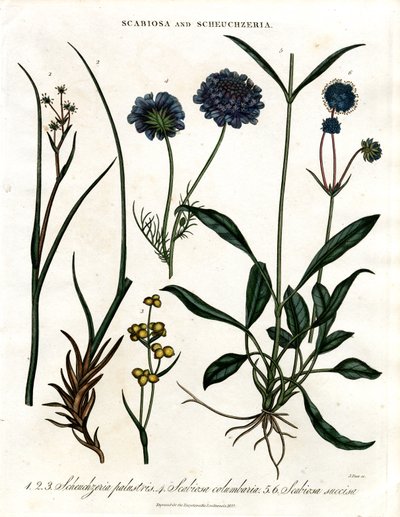 Scabiosa 和 Scheuchzeria 作者 约翰·帕斯