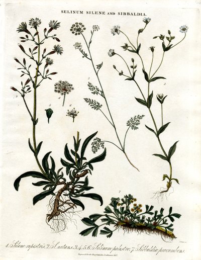 Selinum；Silene 和 Sibbaldia 作者 约翰·帕斯