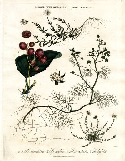 Sison Spergula; Stellaria; Sorbus 作者 约翰·帕斯
