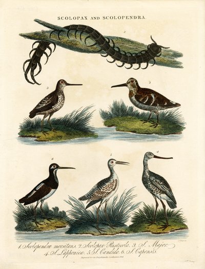鹬（Scolopax）和蜈蚣（Scolopendra） 作者 约翰·帕斯