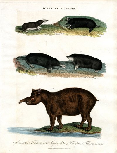 Sorex;Talpa;Tapir：鼩鼱;鼹鼠和貘 作者 约翰·帕斯