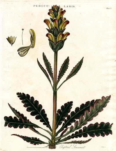 鳞栉耧斗菜（Pedicularis） 作者 约翰·帕斯