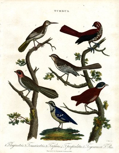 各种鸫类（Turdus） 作者 约翰·帕斯