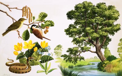 桤木树及其周围的植物 作者 约翰·里格纳尔