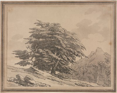 森林树木的一般性特征分枝和叶片的轮廓描述：雪松，1789年。 作者 约翰·罗伯特·科森斯
