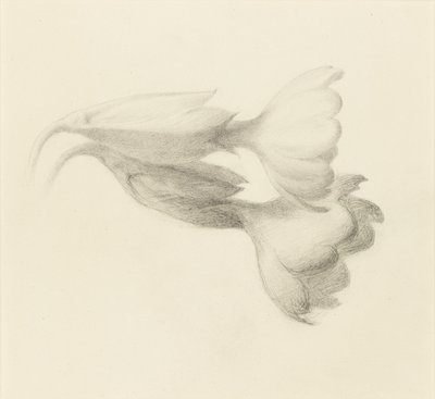 Cowslip Bells，可能是1871年。 作者 约翰·拉斯金