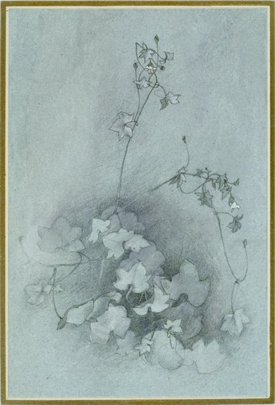 常青藤 "牛津常春藤"，1852年 作者 约翰·拉斯金