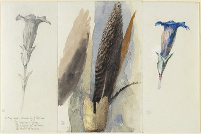 羽毛的研究，两侧研究两个龙胆，1875年（在石墨上的wc，在织物纸上用不透明的白色加高和校正） 作者 约翰·拉斯金