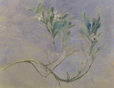 一种桃金娘树的枝条的研究，1877年（笔和棕色墨水和铅笔在纸上用白色加高） 作者 约翰·拉斯金