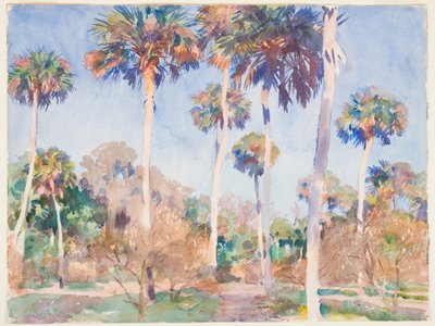 棕榈树，1917年（纸上石墨） 作者 约翰·辛格·萨金特