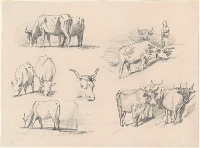 牛的研究，约1872年。 作者 约翰·辛格·萨金特