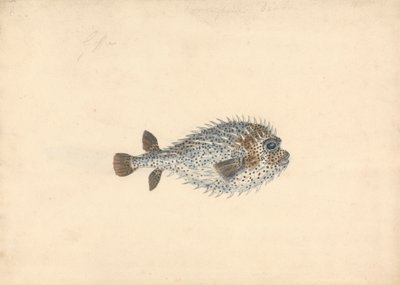 豪猪鱼 作者 约翰·斯玛特