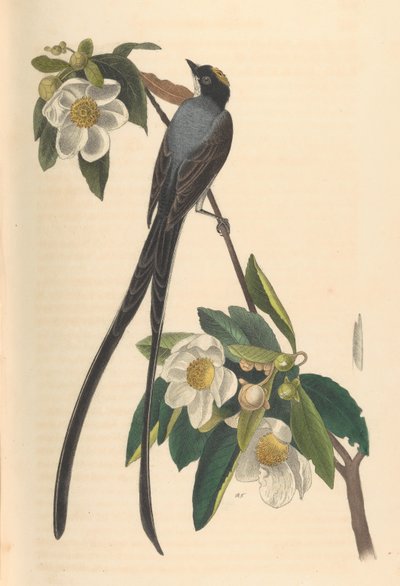 叉尾鶲，Gordonia lasianthus，1840-44。 作者 约翰·鲍恩