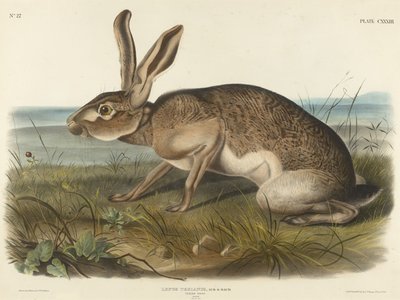 Texian Hare，1848年（编织纸上的手工彩色版画） 作者 约翰·鲍恩