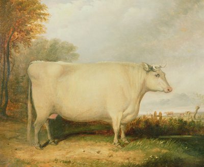 奖牛的画像 作者 John Vine