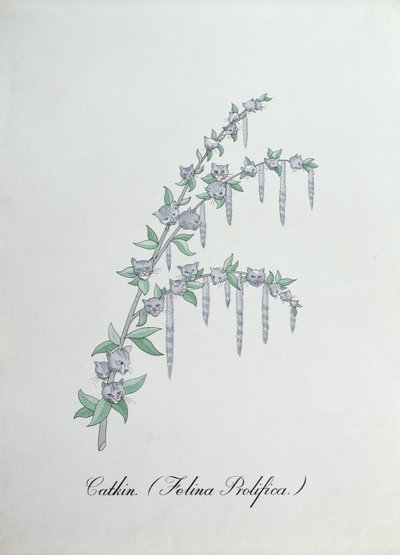 柔荑花序（Felina Prolifica.），插图选自约翰-威尔的《植物学怪谈》。 作者 约翰·威尔