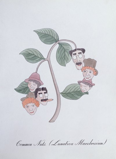常见坚果。 （Lunatica Marxbrosium），约翰·威尔《植物学伪书》中的插图 作者 约翰·威尔