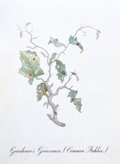园丁的不满（Common Fahlia），约翰·威尔《植物学假书》中的插图 作者 约翰·威尔