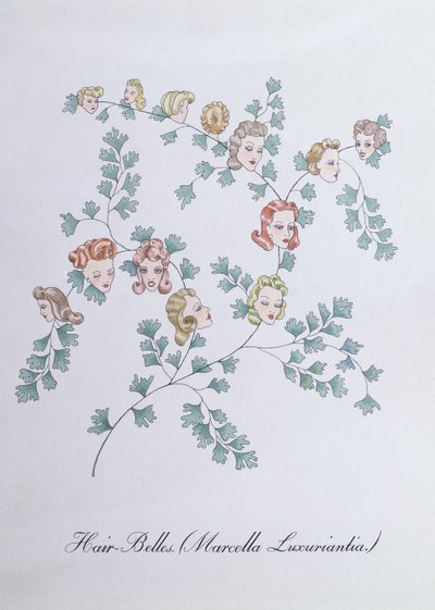 Hair-Belles (Marcella Luxuriantia)，插图来自约翰·威尔的《植物学伪书》 作者 约翰·威尔