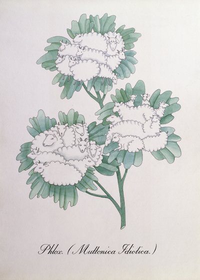 福禄考。 （Muttonica Idiotica），约翰·威尔《植物学伪书》中的插图 作者 约翰·威尔