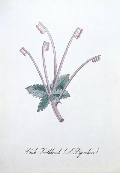 粉红色牙刷（L