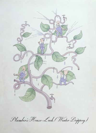 水管工的房子韭菜（水滴），插图来自约翰·威尔的《植物学伪书》 作者 约翰·威尔