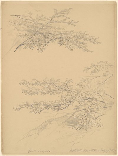 白桦树枝，卡茨基尔山脉 作者 约翰·威廉·卡西雷尔