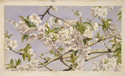 Apple Blossoms，c.1874（纸上写着） 作者 约翰·威廉·希尔