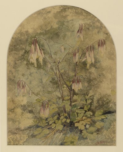 野花（纸上的wc） 作者 约翰·威廉·希尔