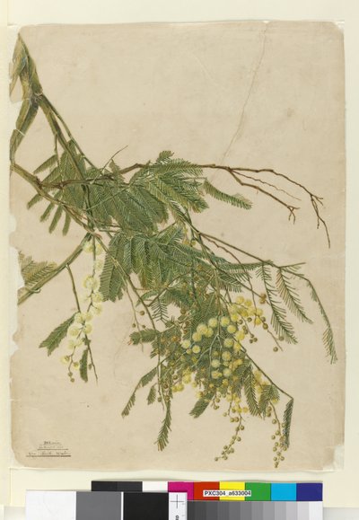 相思，1805（wc，钢笔，墨水和铅笔） 作者 约翰·威廉·莱温