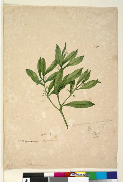 Page 101. Myoporum acuminatum，c.1803-06（wc，钢笔，墨水和铅笔） 作者 约翰·威廉·莱温