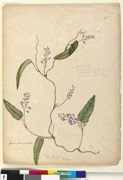Page 107. Glycine bimaculataGlycine tabacina？，c.1803-06（wc，pen，ink and pencil） 作者 约翰·威廉·莱温