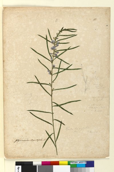 Page 111. Hovea longifolia，c.1803-06（wc，钢笔，墨水和铅笔） 作者 约翰·威廉·莱温