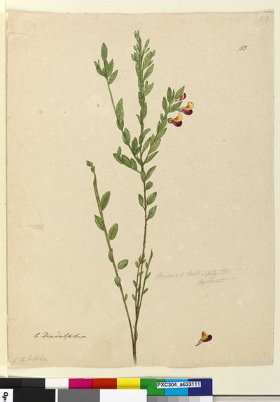 Page 113. Bossiaea heterophylla，c.1803-06（wc，钢笔，墨水和铅笔） 作者 约翰·威廉·莱温