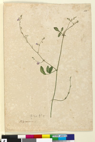 Page 115. Hedysarum，c.1803-06（wc，钢笔，墨水和铅笔） 作者 约翰·威廉·莱温