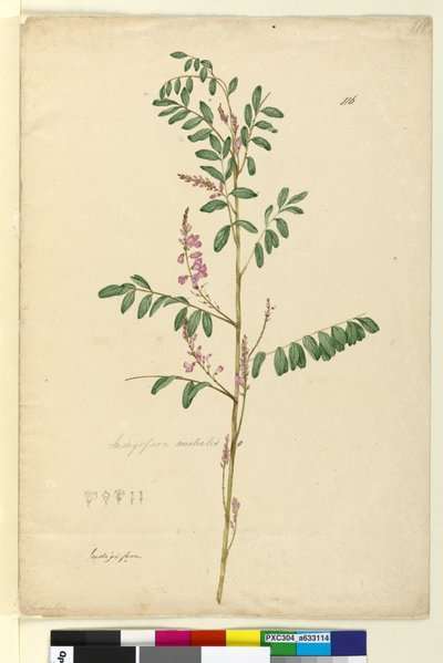 Page 116. Indigofera australis，c.1803-06（wc，钢笔，墨水和铅笔） 作者 约翰·威廉·莱温