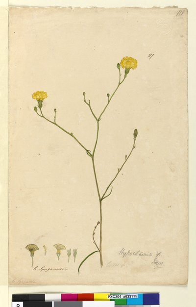Page 117. Hypochaeris，c.1803-06（wc，钢笔，墨水和铅笔） 作者 约翰·威廉·莱温