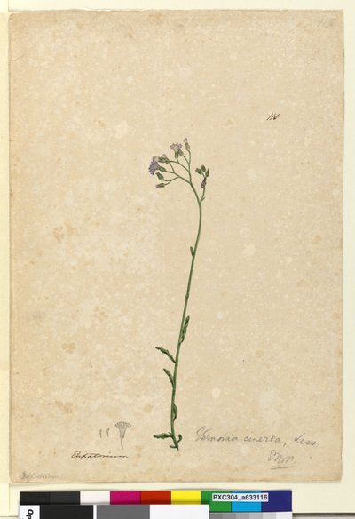 Page 118. Vernonia cinerea，c.1803-06（wc，钢笔，墨水和铅笔） 作者 约翰·威廉·莱温