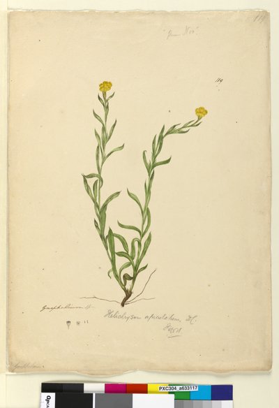 Page 119. Helichrysum apiculatumChrysocephalum apiculatum，c.1803-06（wc，钢笔，墨水和铅笔） 作者 约翰·威廉·莱温