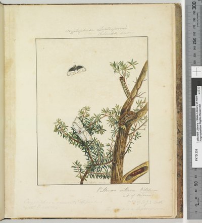 第11页板3 Cryptophasa Septosfermi Pultenae Lewin，1803-04（手工彩色蚀刻印刷品） 作者 约翰·威廉·莱温